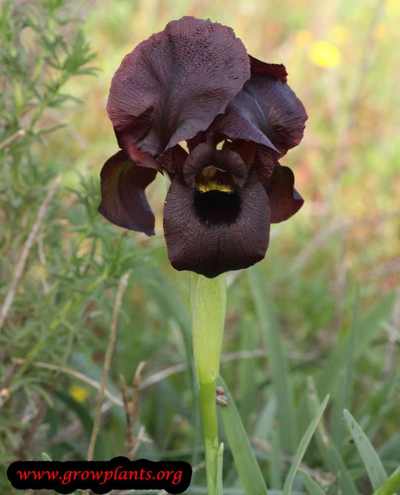 Iris oncocyclus