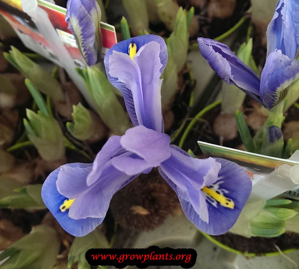 Iris reticulata How to grow & care