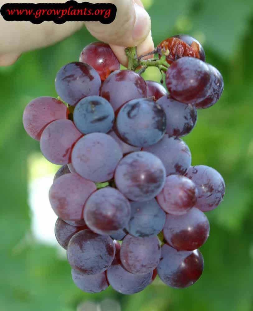 Harvesting Isabella grapes