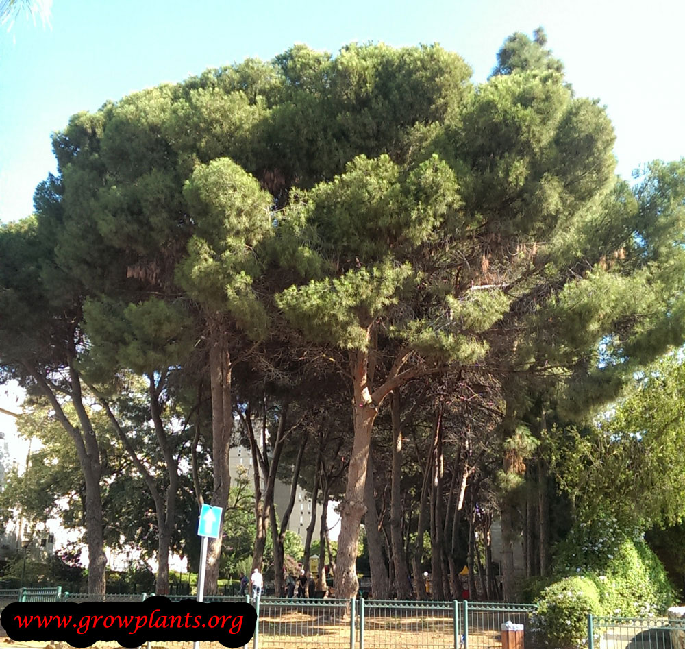 Italian stone pine How to grow plants