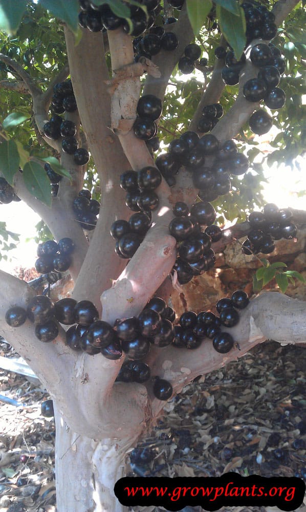 Jabuticaba fruit