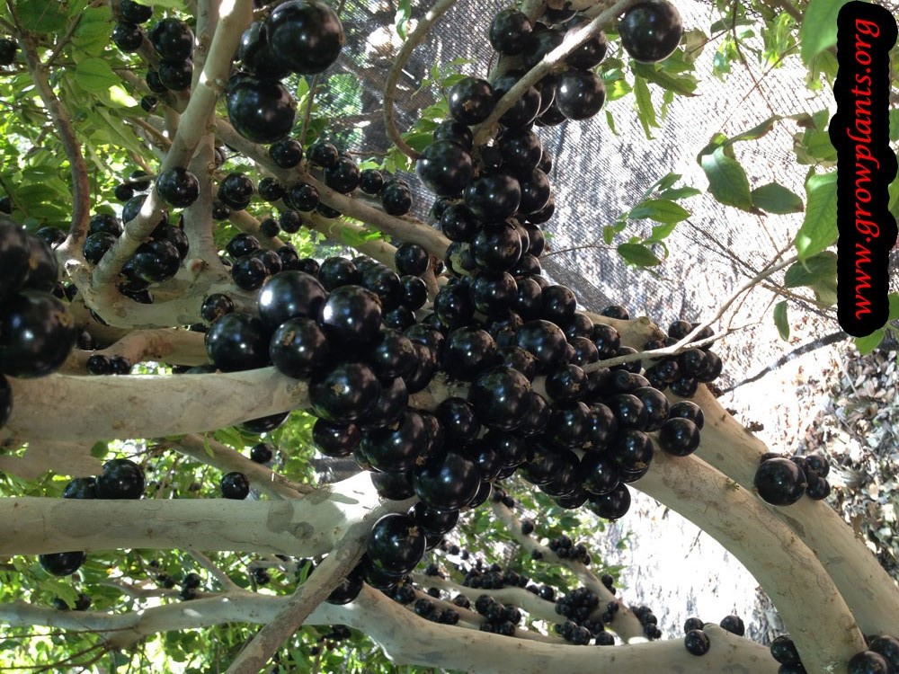 Harvesting Jabuticaba fruits