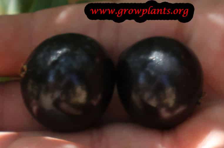 Growing Jabuticaba fruits