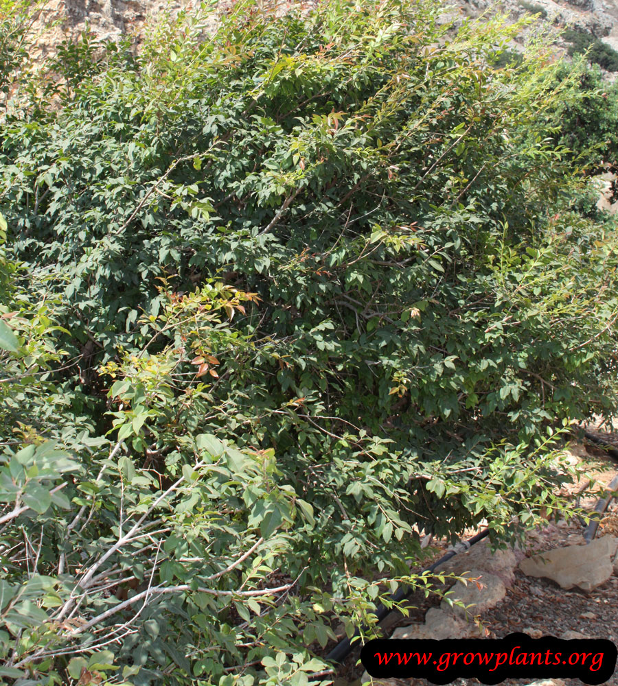 Jabuticaba plant care and grow