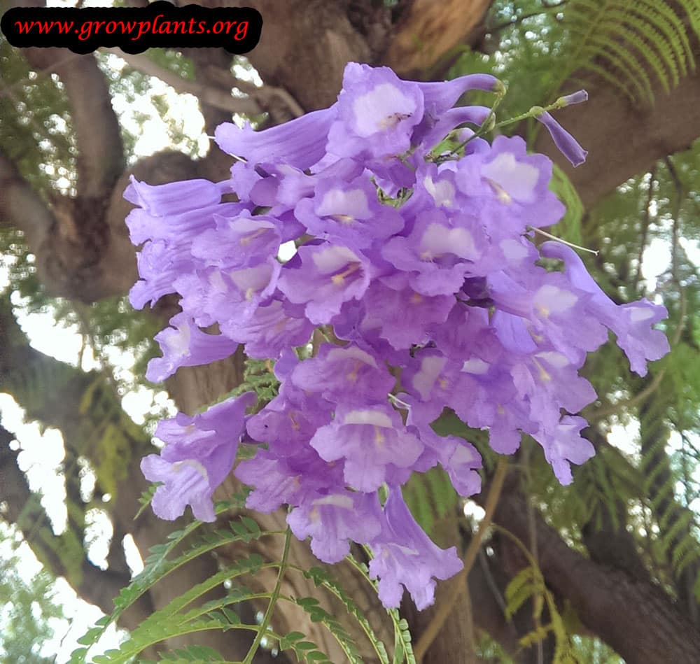 Jacaranda mimosifolia How to grow & care
