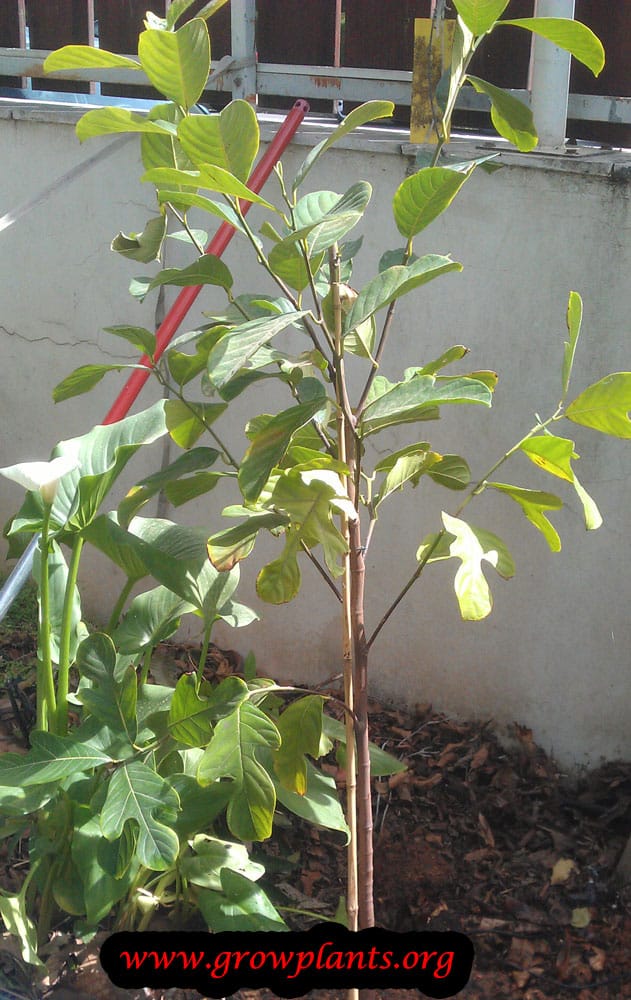 Jackfruit tree