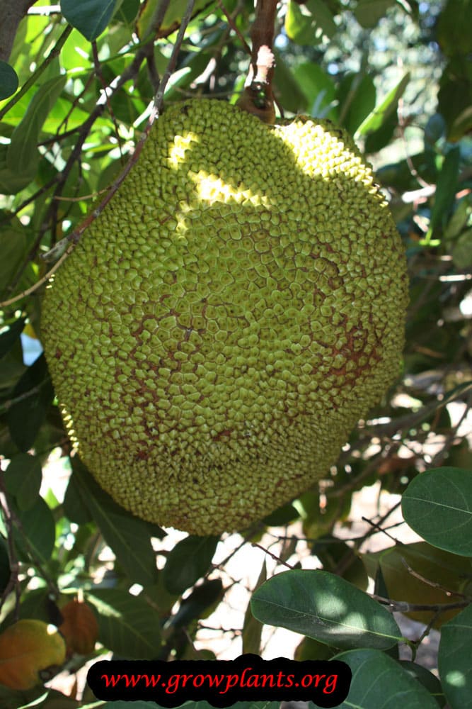 Jackfruit tree fuit