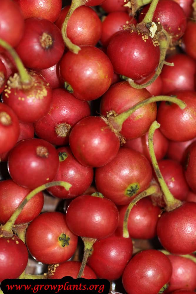 Jamaican cherry How to grow & care