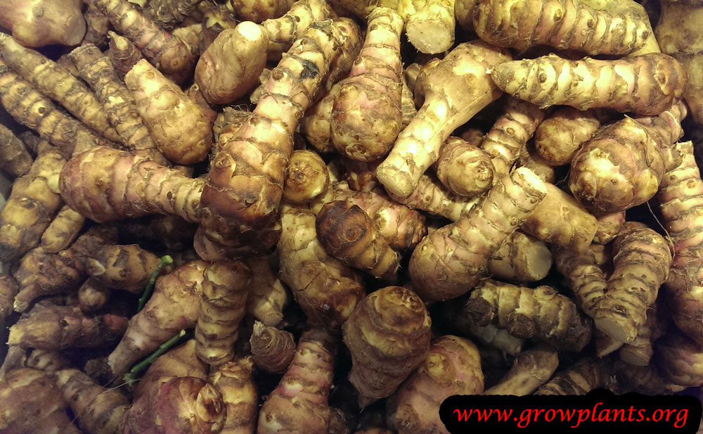 Jerusalem artichoke How to grow & care