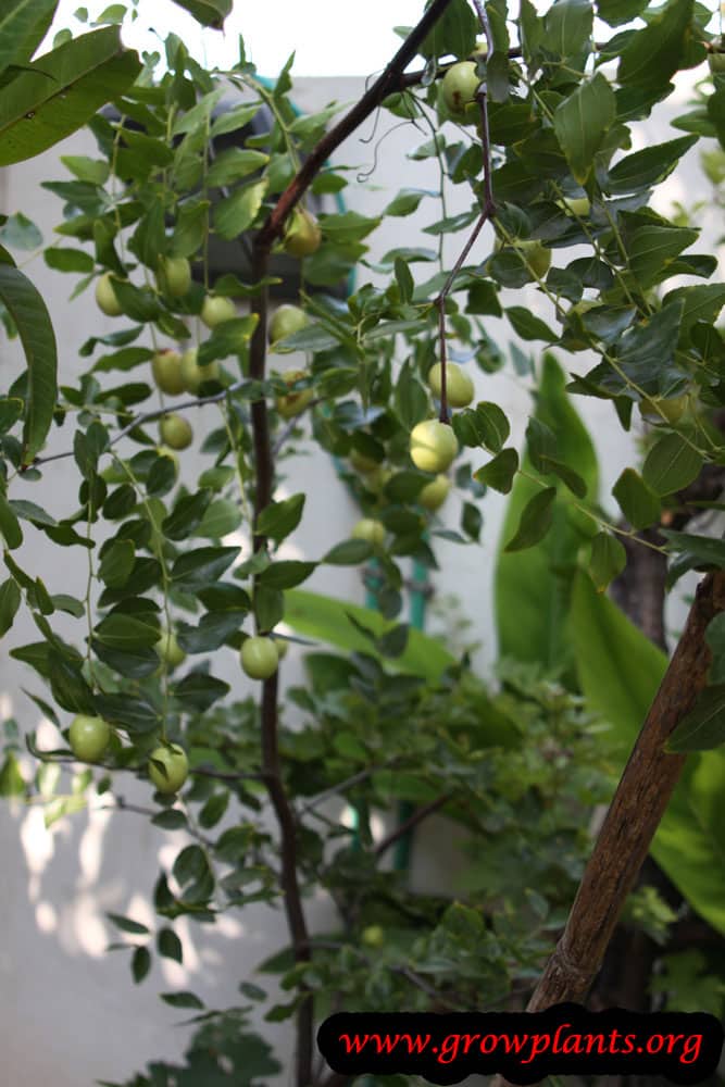 Jujube tree