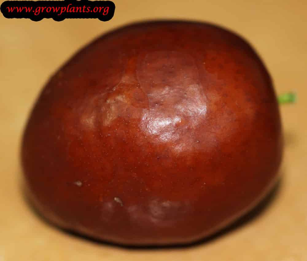 Jujube tree fruits
