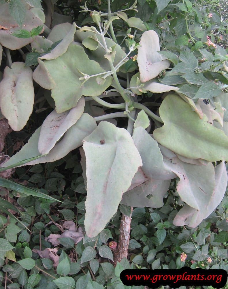Kalanchoe beharensis