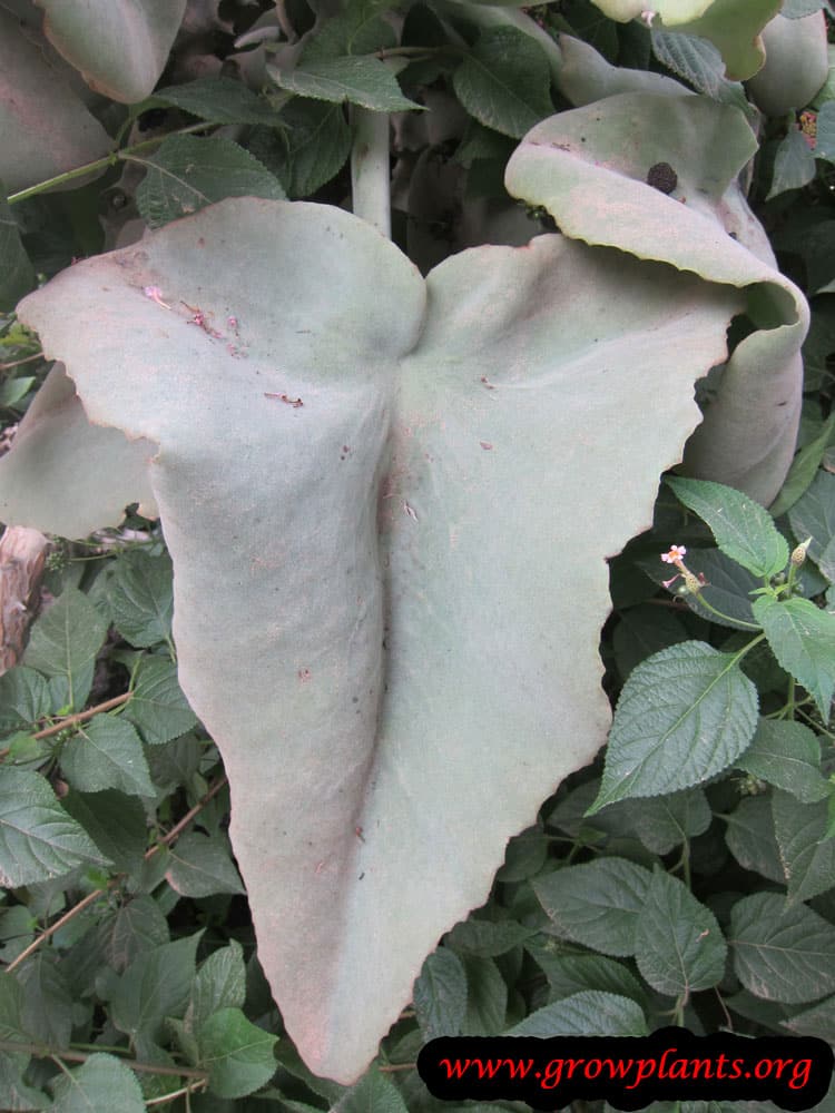 Kalanchoe beharensis leaf