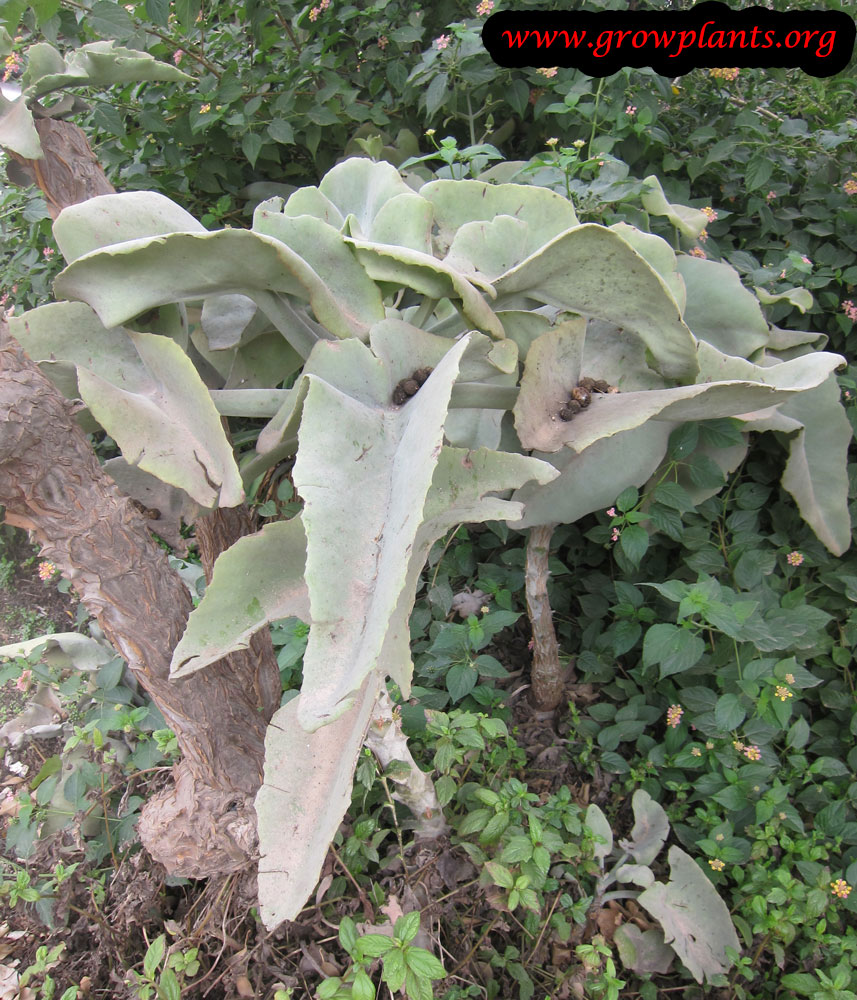 Kalanchoe beharensis plant care