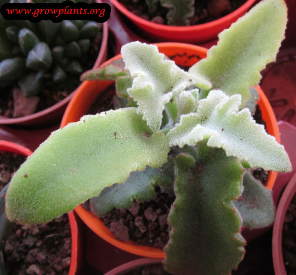 Growing Kalanchoe beharensis plant