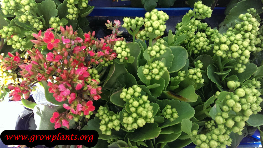 Kalanchoe blossfeldiana