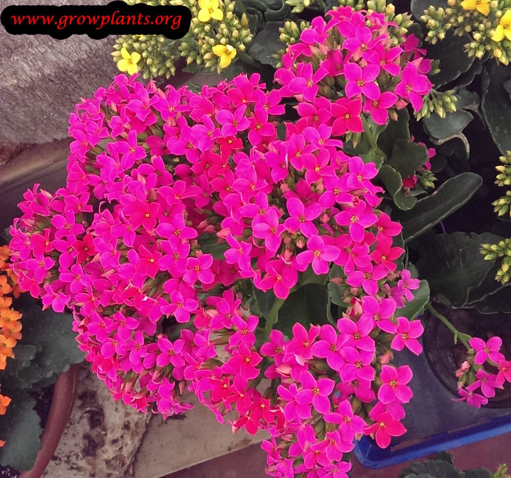 Growing Kalanchoe blossfeldiana