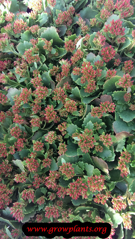 Kalanchoe blossfeldiana plant care