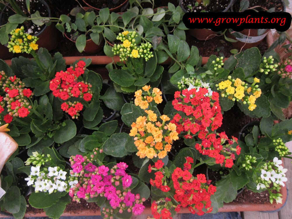 Kalanchoe blossfeldiana flowers