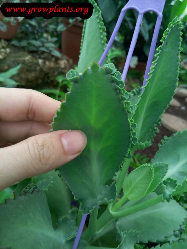 Kalanchoe blossfeldiana leaves