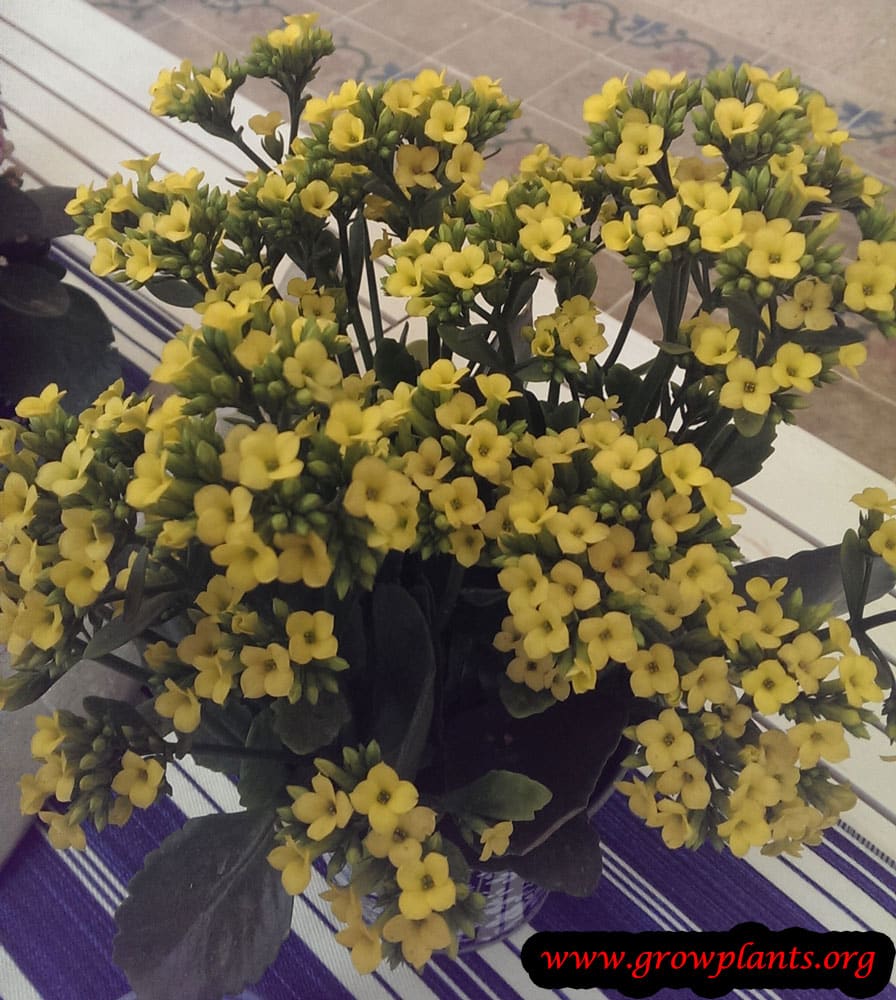 Kalanchoe blossfeldiana yellow flower