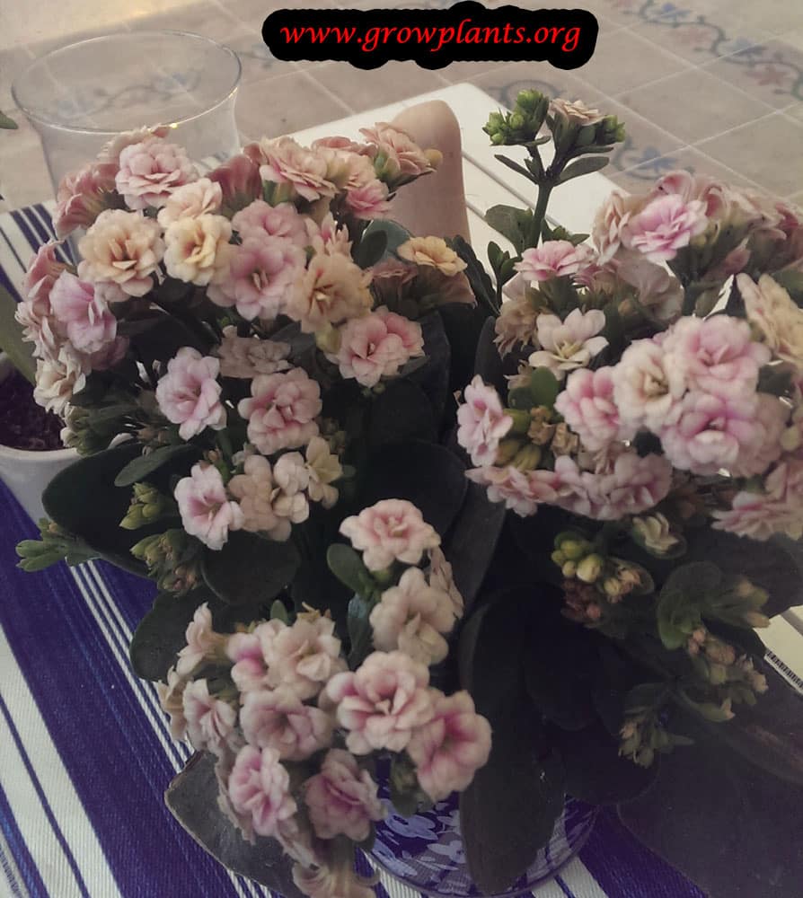 Kalanchoe blossfeldiana pink flower