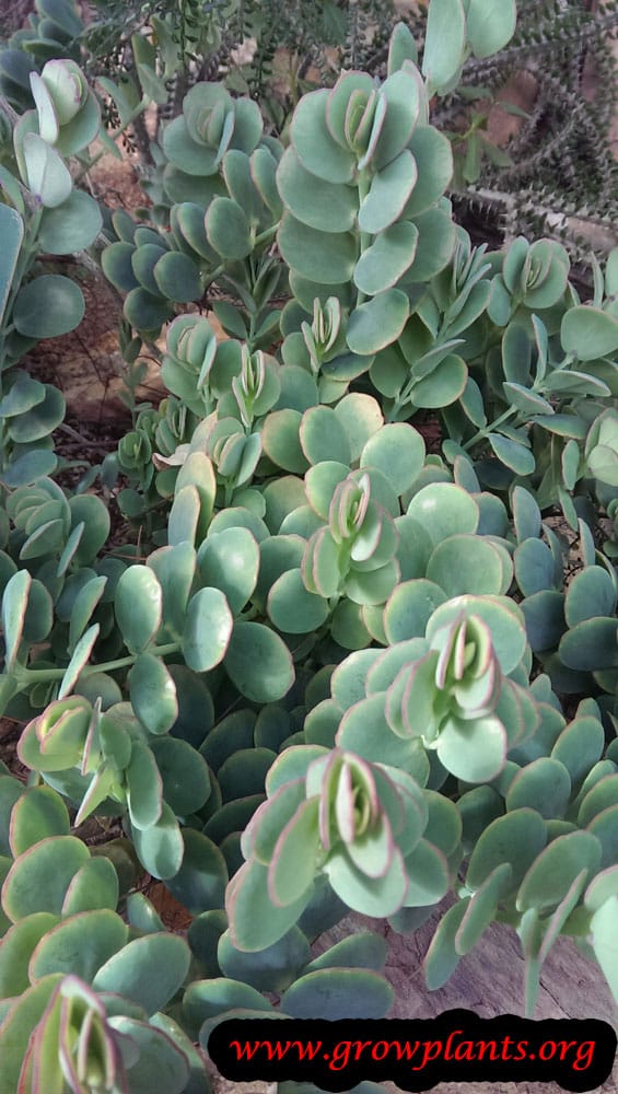 Kalanchoe marnieriana