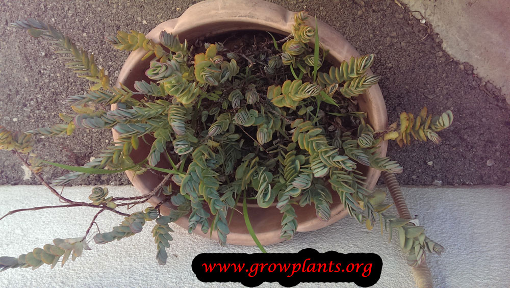 Growing Kalanchoe marnieriana