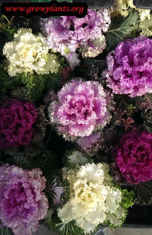 Kale plant