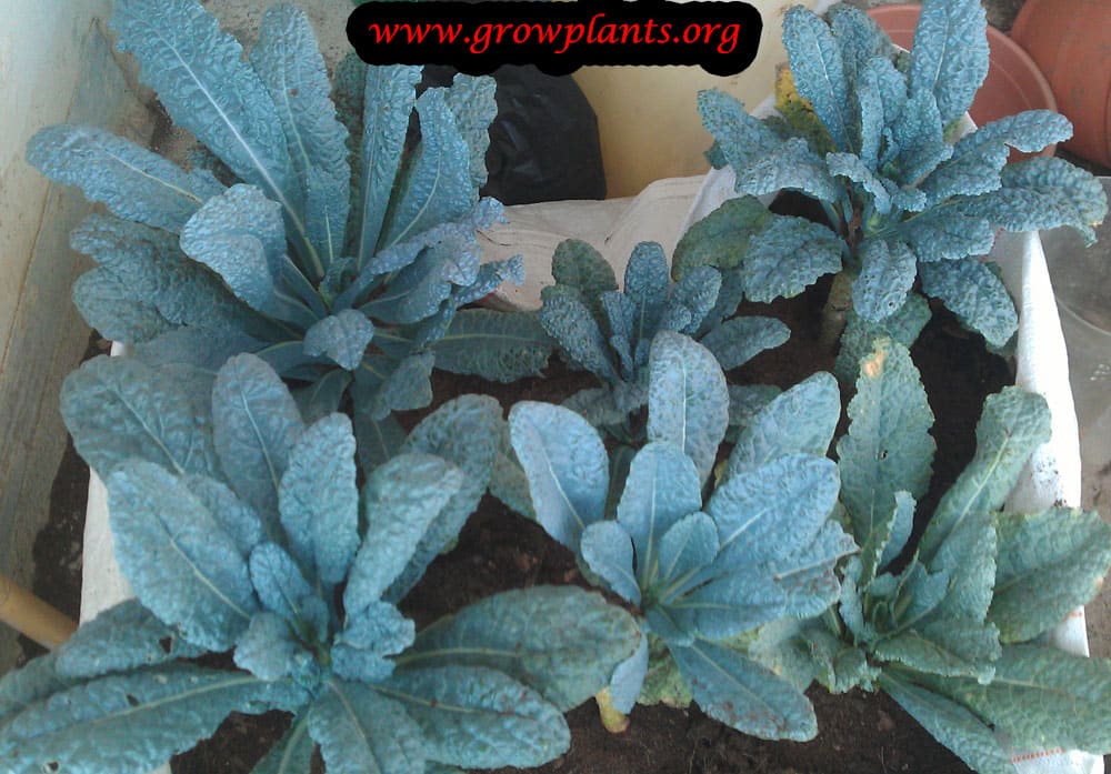 Growing Kale plant