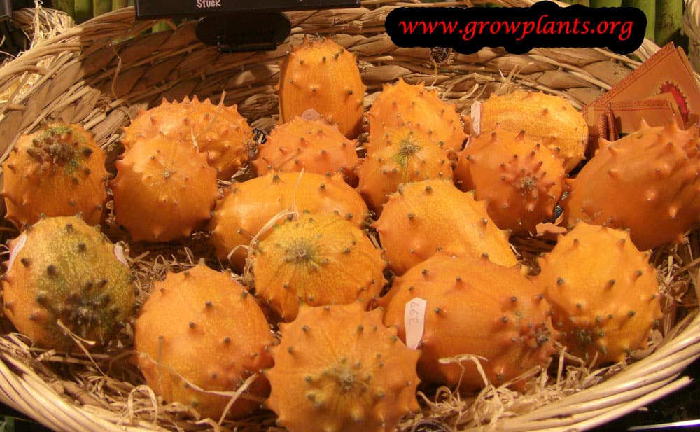 Kiwano How to grow & care
