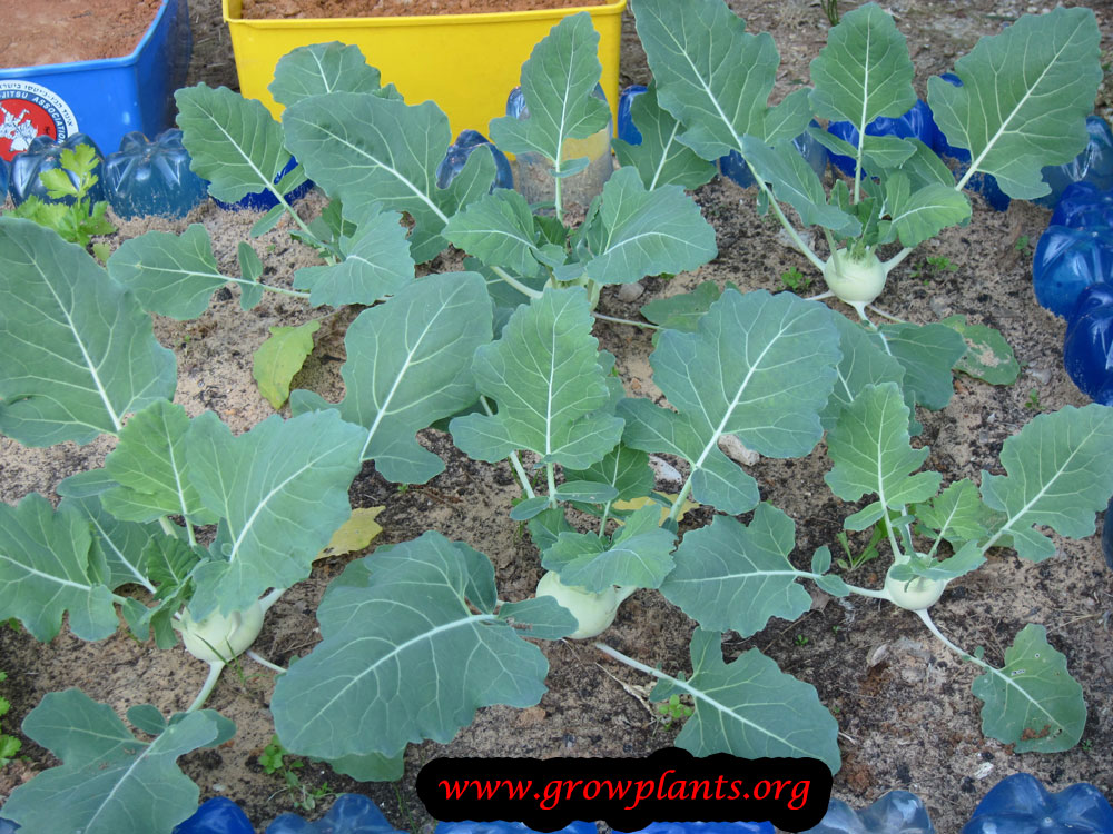 Kohlrabi How to grow & care
