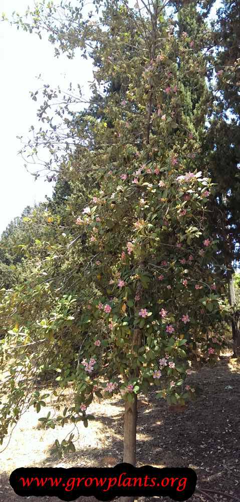 Lagunaria patersonii