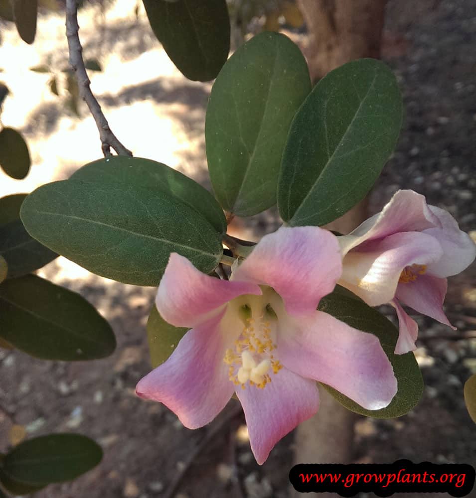 Lagunaria patersonii flower