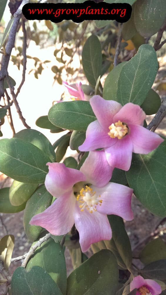 Lagunaria patersonii plant care