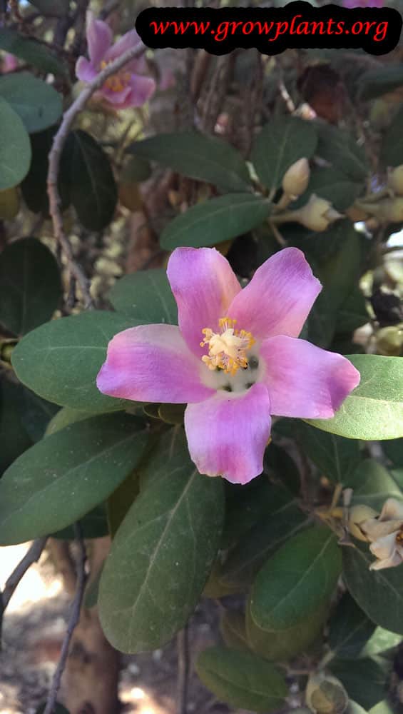 Growing Lagunaria patersonii plant
