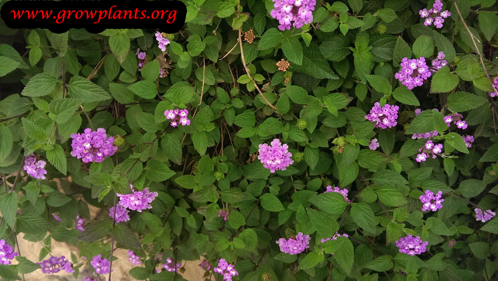 Lantana montevidensis - How to grow & care Lantana montevidensis - How to grow & care