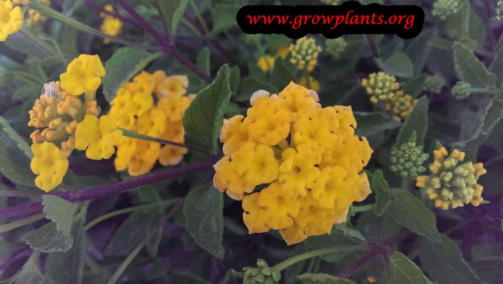 Lantana new gold