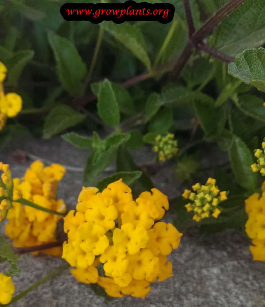 Growing Lantana new gold