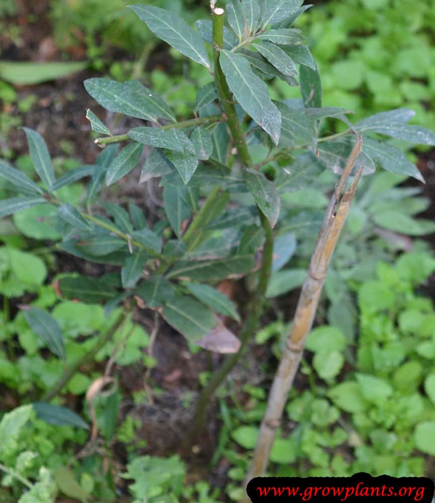 Laurus nobilis
