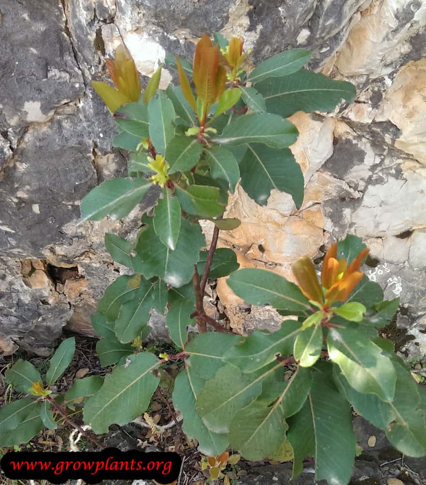 Harvest Laurus nobilis plant