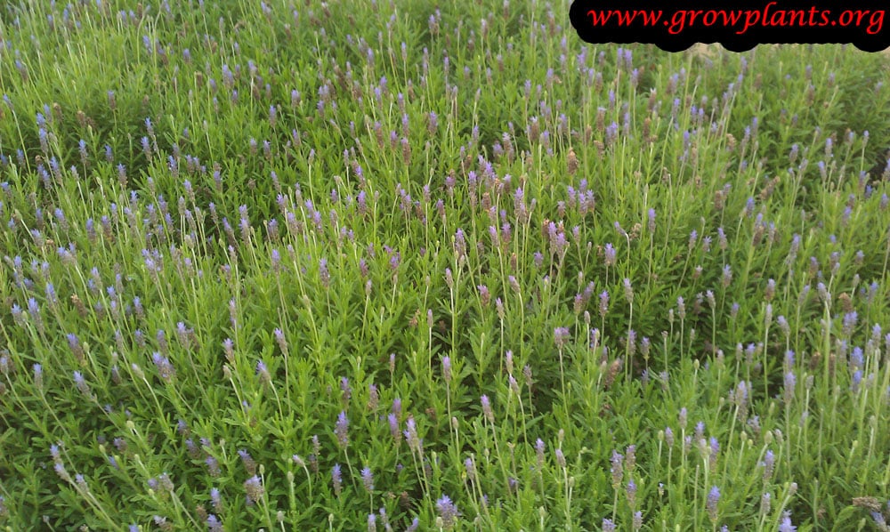 Lavender Harvest Time How And When To Pick Lavender Plants