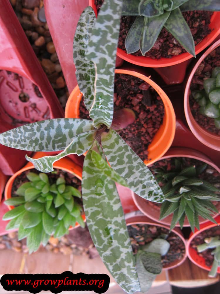 Ledebouria socialis