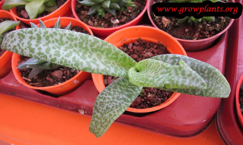 Ledebouria socialis plant care