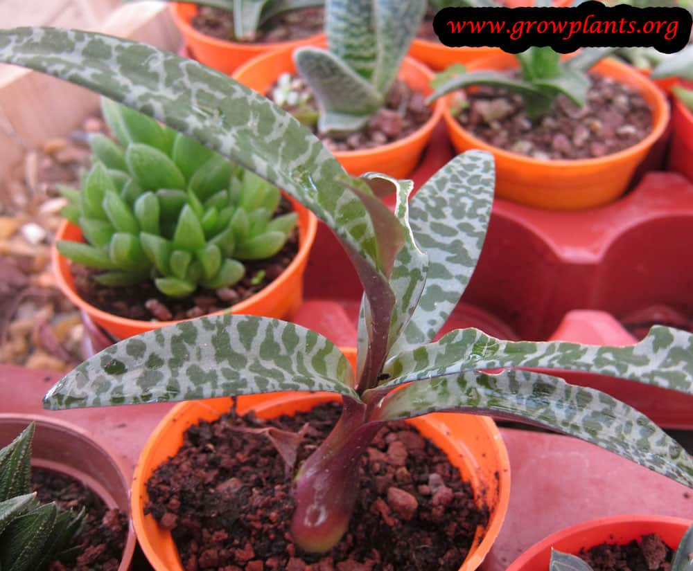 Growing Ledebouria socialis