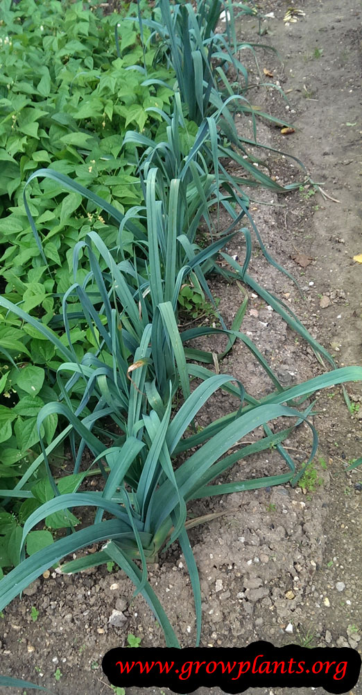Leek plant