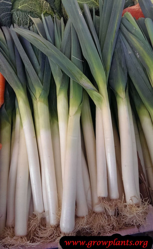 Harvest Leek plant