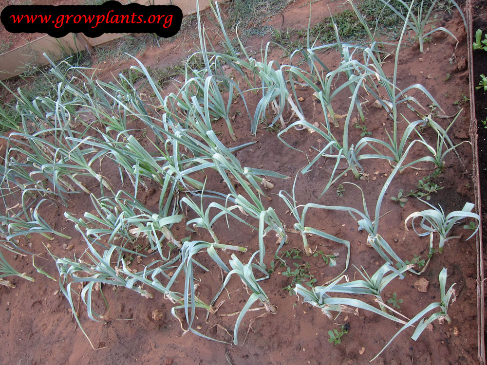Leek plant care