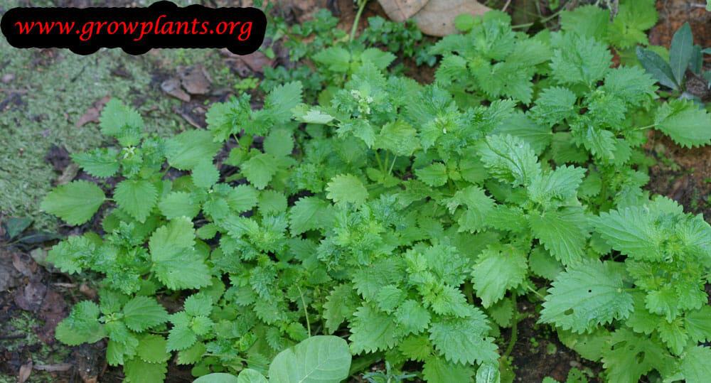 Lemon balm