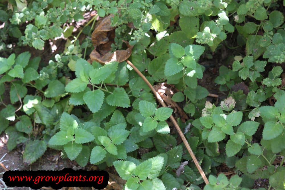 Growing Lemon balm